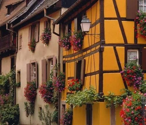 你家窗台还没变花园？只因缺了这6种花