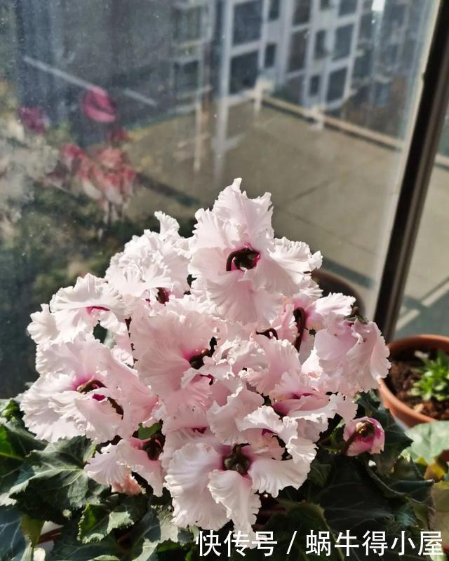 花友来稿|翩翩蝴蝶花还能开180天?看完文章你也可以