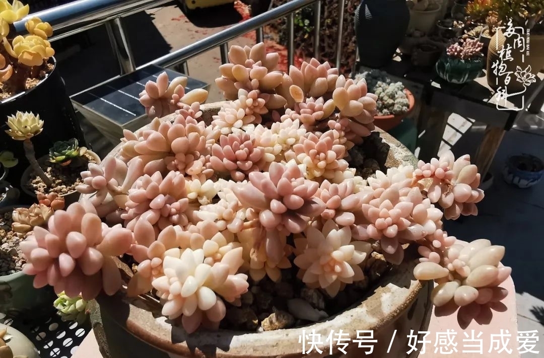 治愈之“肉”:愿所有的养肉人都被这些“胖子们”治愈