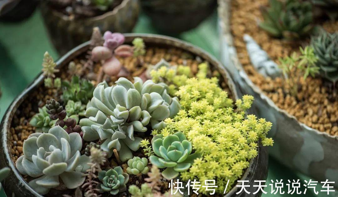 养不死的多肉排名,入坑必选,普货练手不怕浪费