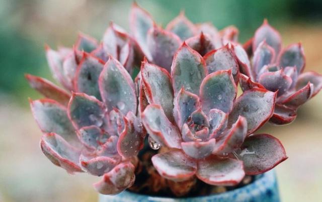 2个“配方”专治长残的多肉,晒伤,黑腐化水一并解决,夏季必备