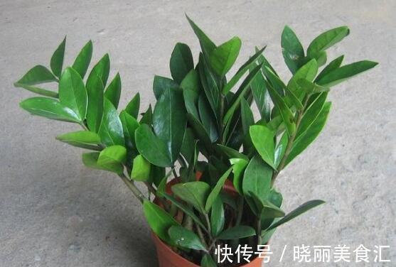 表土|养花,每次浇水前,必须清除表层土,以检查盆土的干湿状况