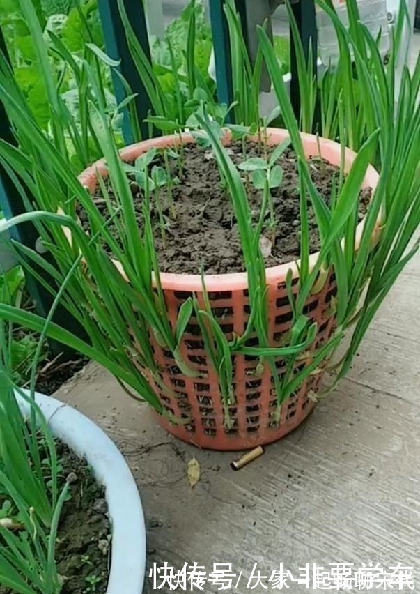 大蒜|一个垃圾桶，能种出一桶蒜！多到吃不完，以后家里一年都不用买了！