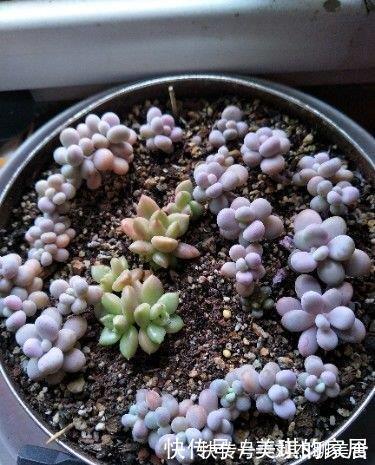 多肉叶片扦插繁殖,利用懒人法,长势旺盛,一盆变几十盆