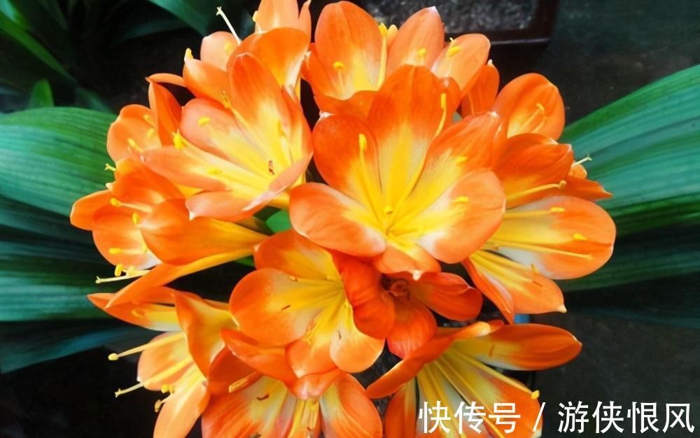 君子兰喂点“小零食”,叶片杠杠厚,花箭拔的高,开花大又艳