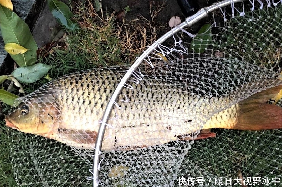 翻倍|怎样才能钓到大鱼?通过三方面去守钓,渔获量翻倍