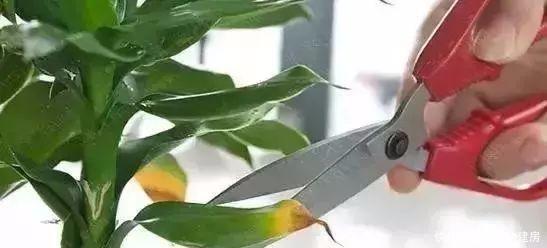 修剪|养花要“七分管、三分剪”，花卉如何修剪你一定要懂