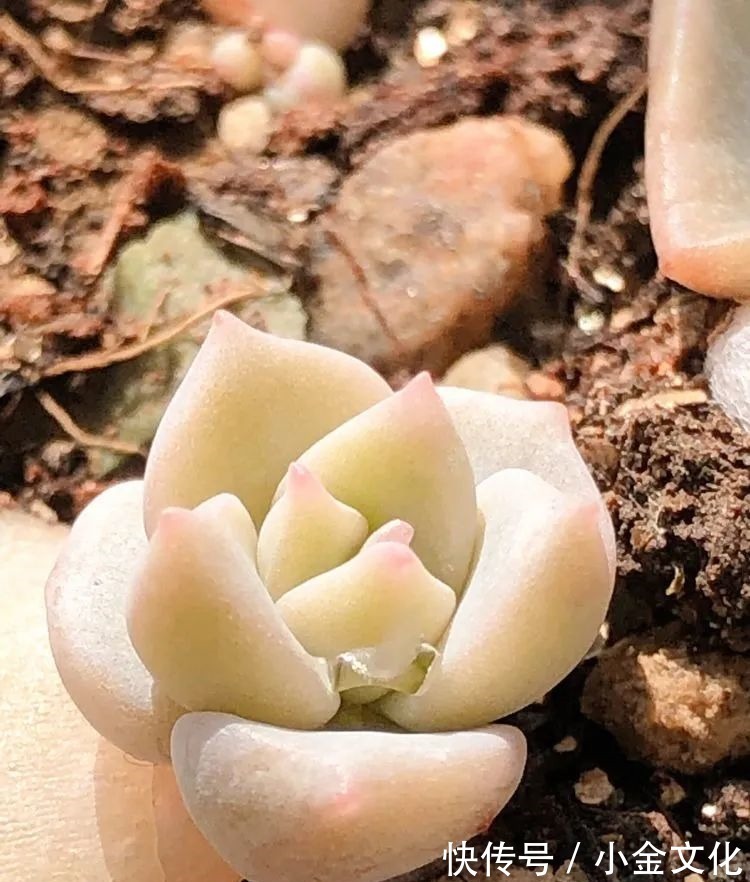 红稚莲|以阳光为滤镜,蓝天为背景,期待拥抱春天,拥抱自然!