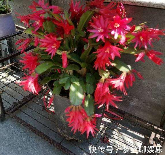 蟹爪兰叶片软趴趴怎么办从3方面对症处理,冬春花开爆满盆