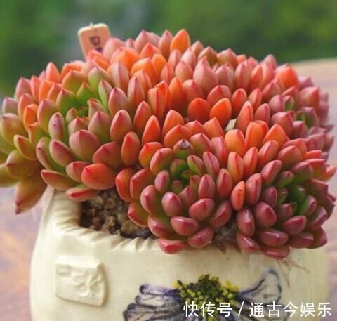 胖乎乎|养多肉有4忌，避开了才能长得胖乎乎，独苗变成群生小老桩