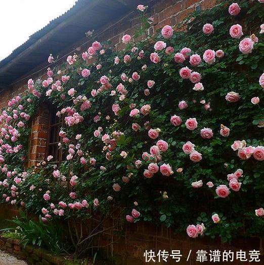 月季中的奇女子，只为那一季开得千娇百媚