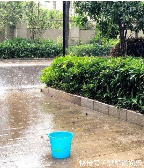 烂根|给花淋雨也要讲究方法，不然到盆里的都会变成“催命水”！