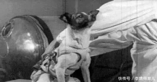 宇航员 第一个登上太空的宇航员,不是加加林,而是一只狗……