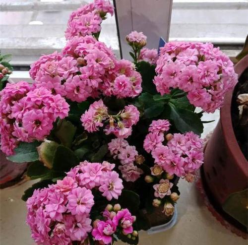 最怕“喝水”的3种花,不怪你太勤劳,只因为它“胃太小”