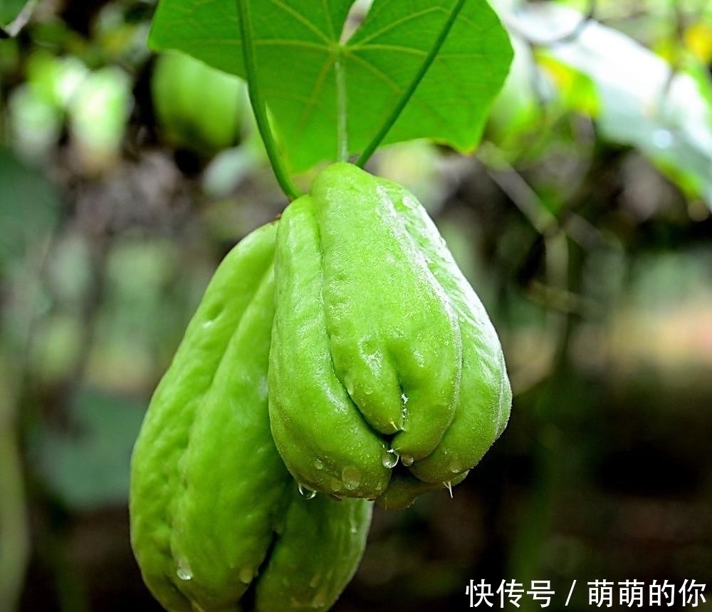 胸悶氣脹|它在所有蔬菜中營養最全面，也是營養學家們推崇的一種健康食材