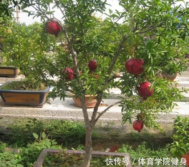 养盆栽石榴,把这3点做好,枝干壮实开花多!