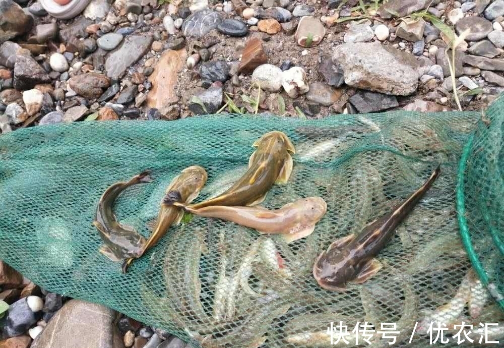 老家|这鱼1000一斤?老家深山里,以前一天能钓百条,土话叫吸盘鱼