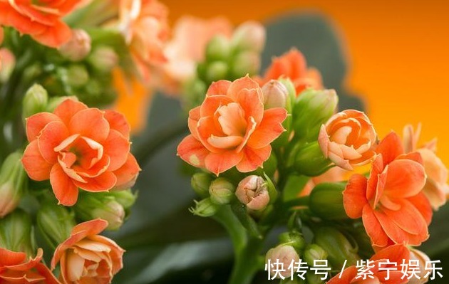 枝条|长寿花开花后，养护分“三步”，侧枝多，枝条壮，再次开花变花球