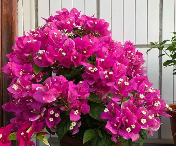 夏天养花选这款，越晒开花越美，整个夏天花开不断，开爆满盆！