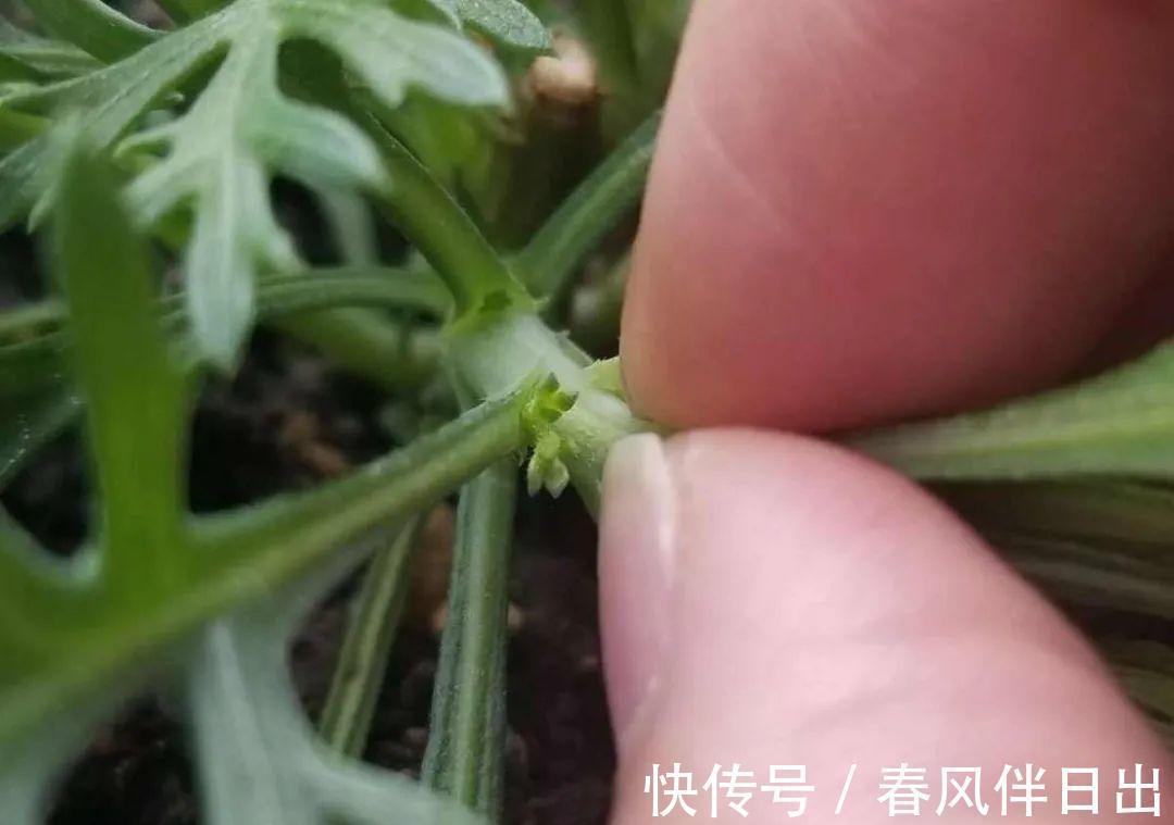 施肥|8种花赶紧剃头，剃得越狠，开花越多