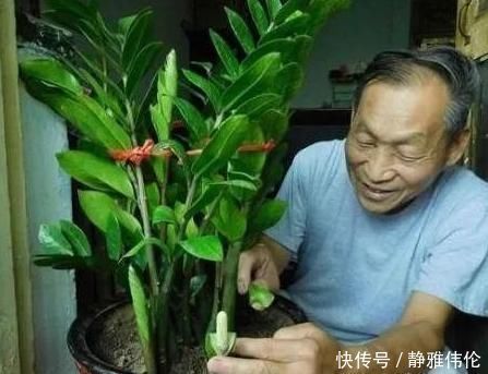 这3棵“树”买不起,偷偷截一段,埋下就能活,方便还实惠