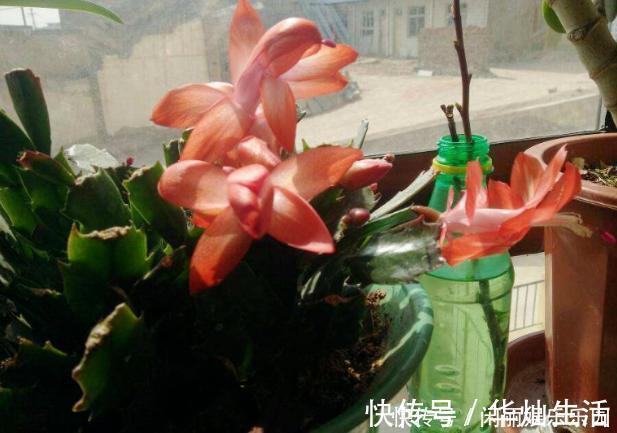 浇水|如何养殖蟹爪兰,让它长得快、开花多、状态好?