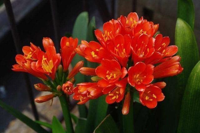 烂根|养君子兰浇水“别多手”,少做个动作,不烂叶、不烂根,花苞直冒