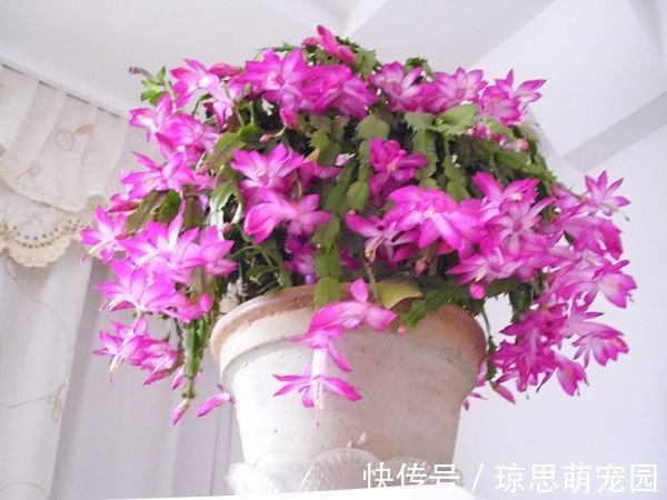 养此款盆栽,花色清新美丽,一盆千朵花,花期300多天,超美