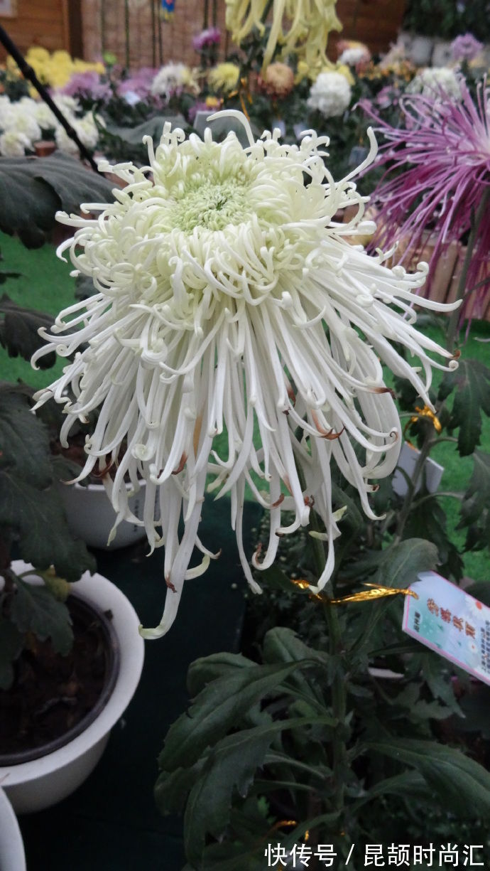 喜欢玫瑰,首选这款“精品玫瑰”心之水滴,似桃吐丹霞,亲切妖娆