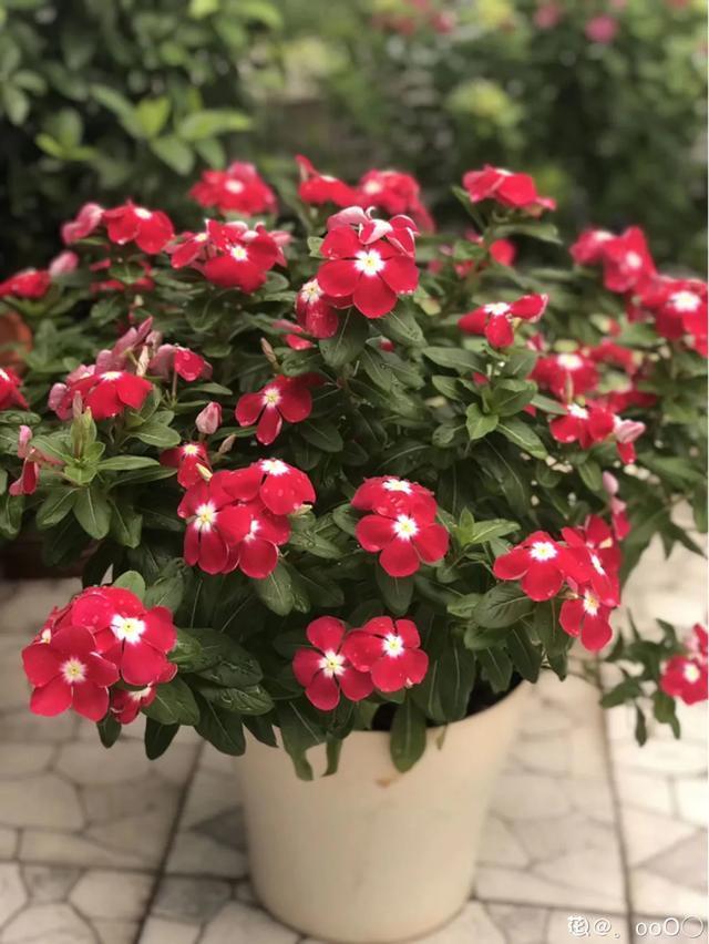 想要家里四季花开,这20种花,连续能开300天,完全不歇气