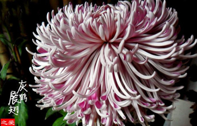 喜欢菊花，不如养盆“菊中珍品”，似优雅莲座，红艳美丽