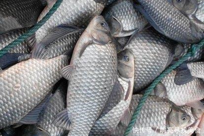 大板|冬季才是钓大板鲫最好的季节
