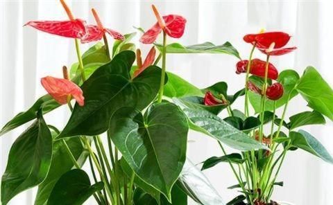 红掌不开花?盆里浇点它,花比叶子还多,红红火火一整年