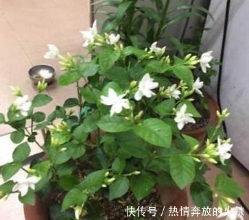 养茉莉花，“3件小事”做到位，就可以“静待花开”，且花大味香