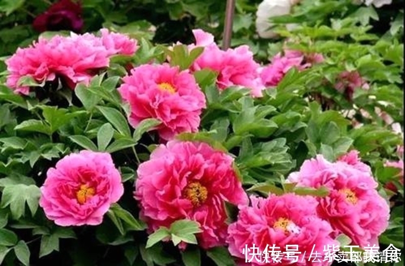 千门万户曈曈日!等闲识得东风面,万紫千红总是春。千古名诗12句请你来评