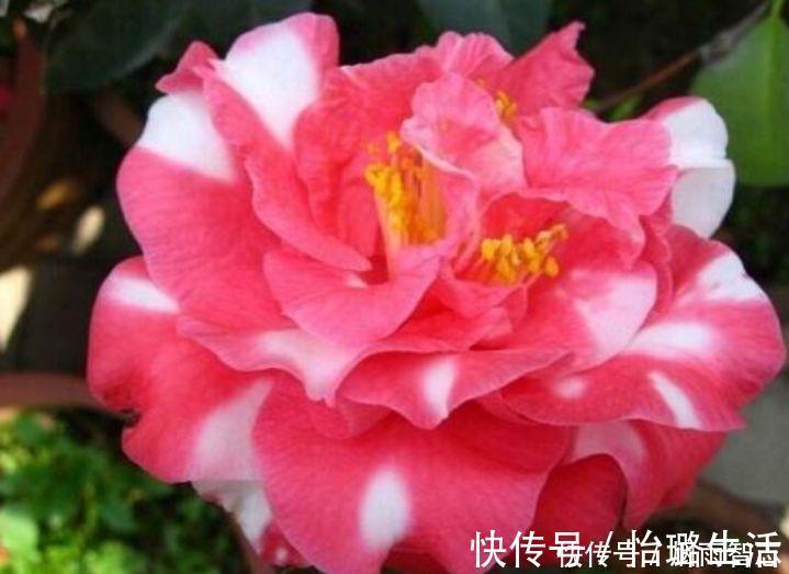 4种花是花中劳模,一年四季开花不断,颜值超高美极了