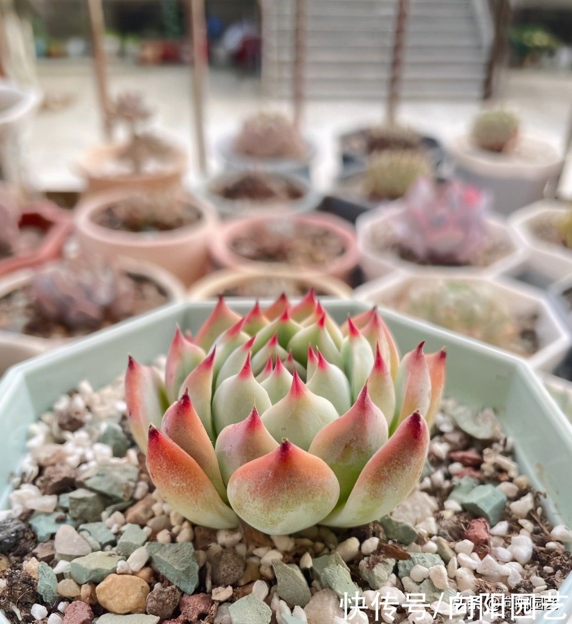 浇水|养多肉，从不换盆，根都从盆里长出来了，这样的多肉耐更折腾