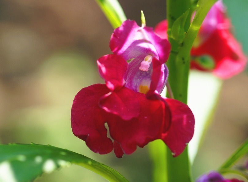 彩凤|此花如鹤顶、似彩凤,妩媚悦人,生命力极其顽强,寓意着怀念过去