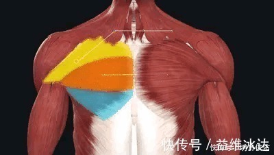 胸部|胸肌是门面练好也不难，7个动作全面刺激胸肌，把胸肌练大练饱满