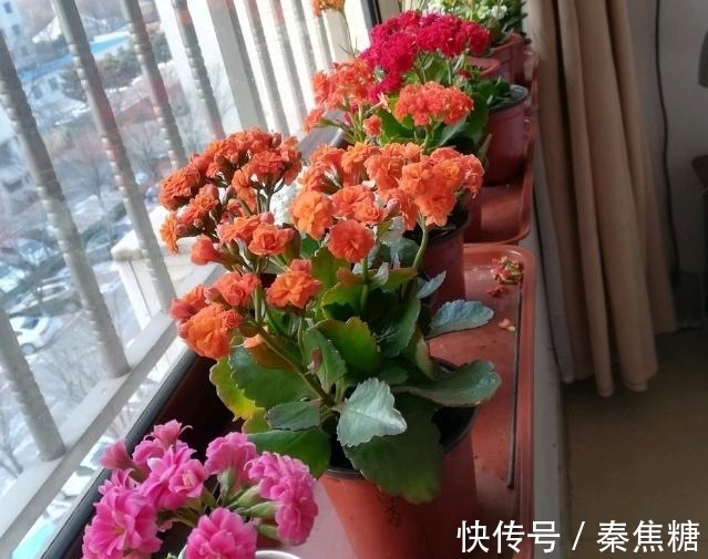 营养物质|冬日长寿花开完花后，马上动手做4件事，10天就能迎来下一波花