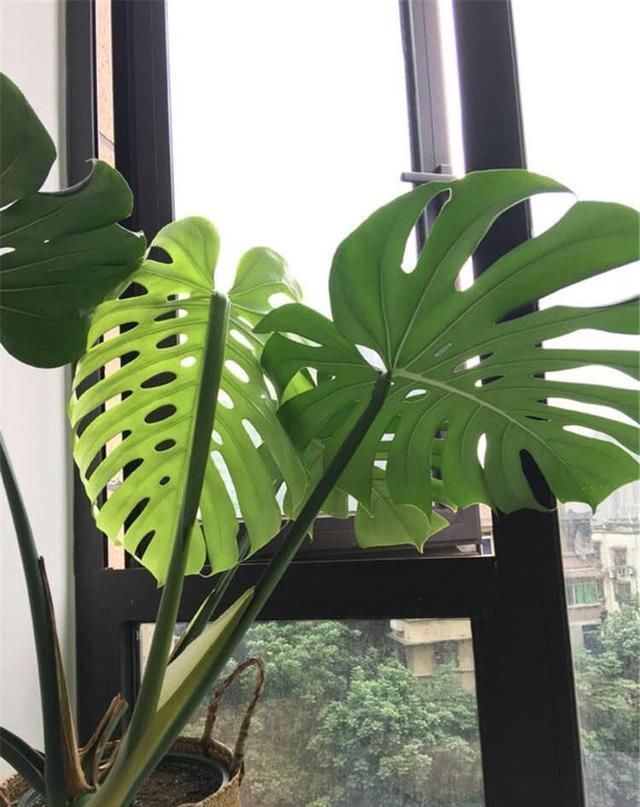 龟背竹叶片小、茎细怎么办简单1个方法,叶大油绿,窜到2米高