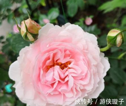 有机肥|月季花为什么开花越来越浅,颜色越来越淡,3个原因区分对待