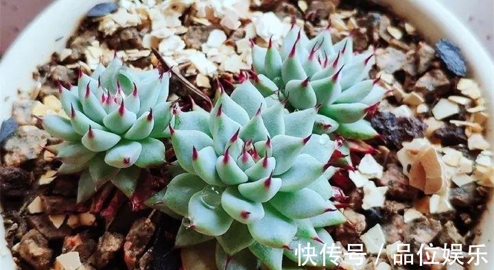 多肉也有缺水信号，找到后浇透，轻松养10年