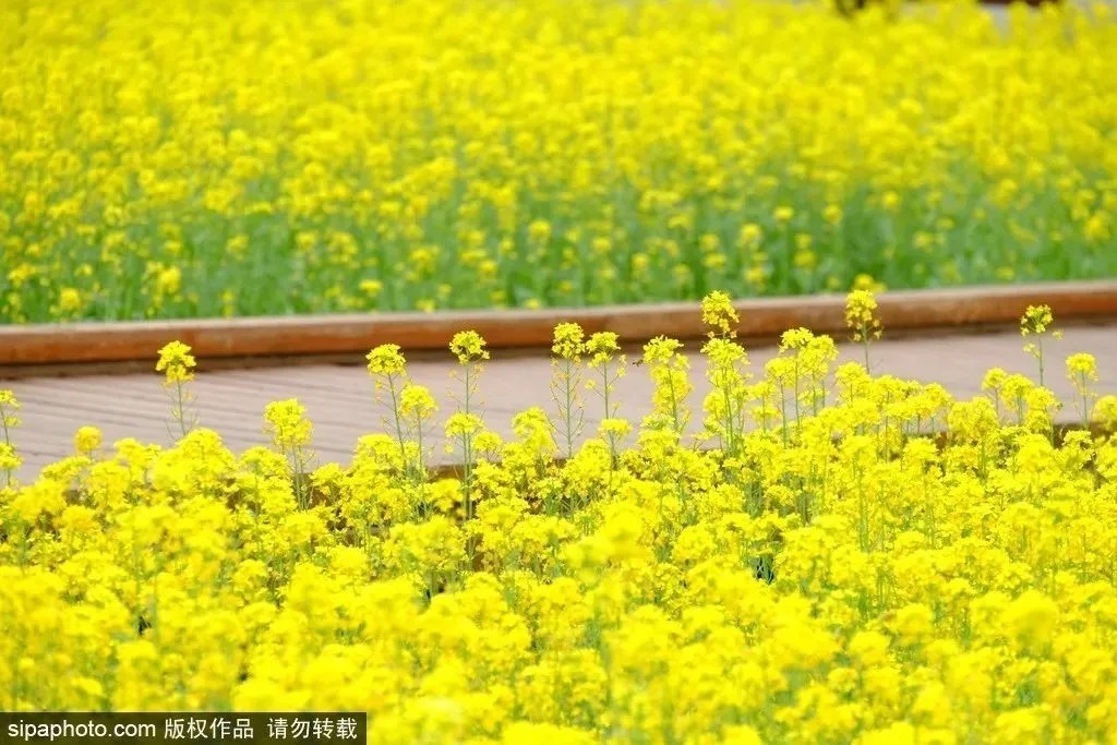 营镇|绝美！北京这10个地方油菜花正盛开！远近都有，有的还免费！