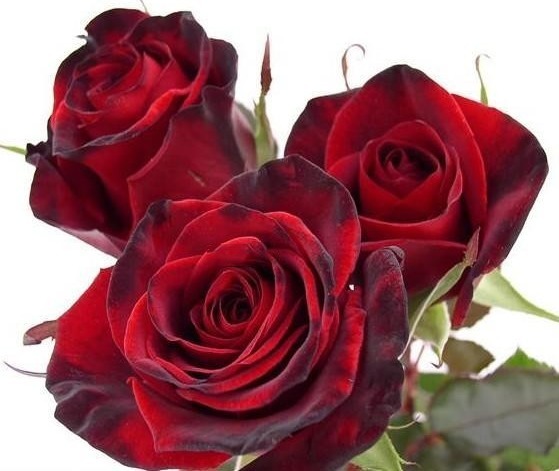 喜欢菊花,那就养“精品玫瑰”黑魔术,如凤凰涅槃,艳丽多姿!