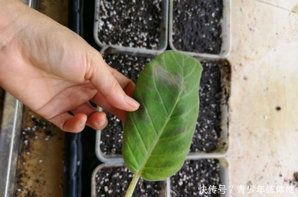 扦插|这种花“太顽强”,叶子“剪碎”插土里还能发芽,开花还非常漂亮!