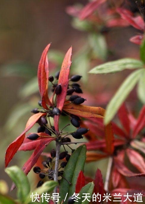 农民|农村的野草全是刺,农民看到就砍,现在变成稀罕货,人称豪猪刺