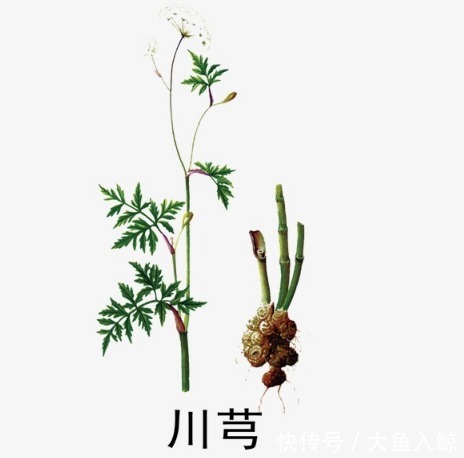  川芎|川芎对特发性震颤的作用有那些？