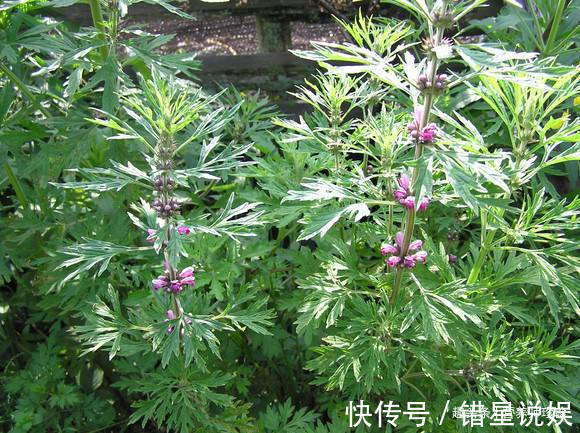 益母草|农村常见的3种野草,人称“女人草”,女人常吃身体好,早知早好