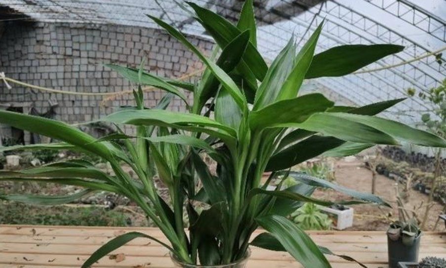 如果养着这7种花,温度高及时“打顶”,这样才能枝繁叶茂